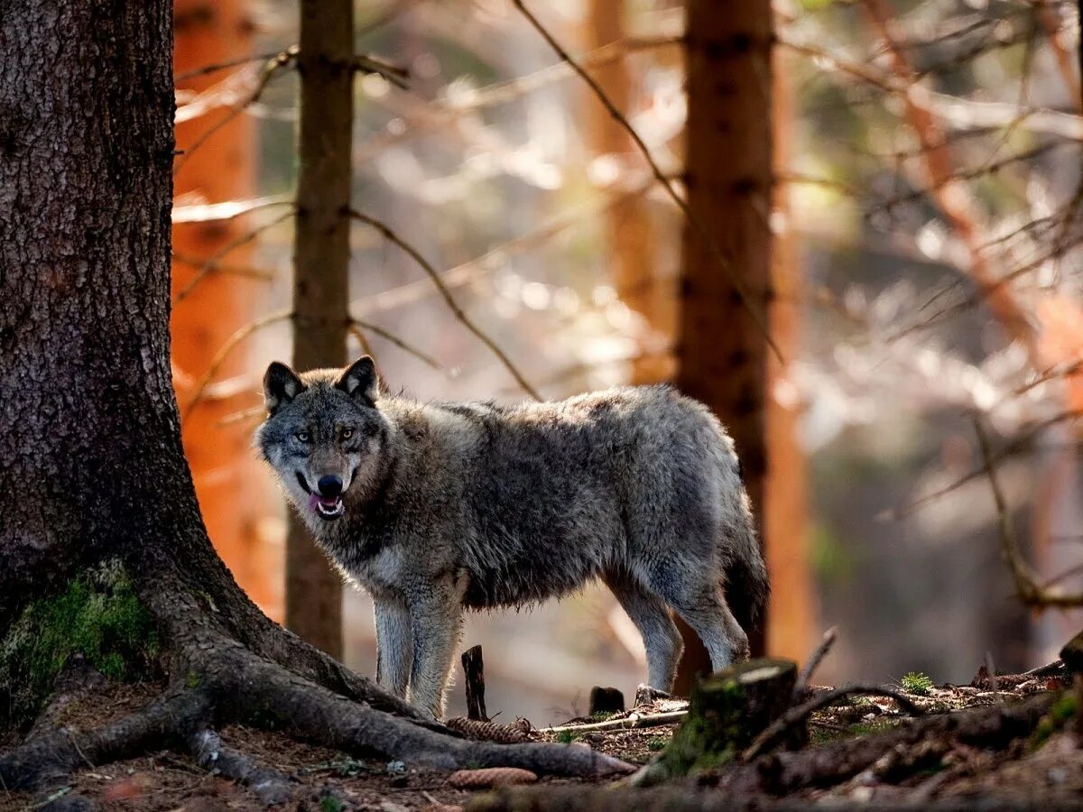 Волк Дальневосточный. Canis Lupus Тайга. Волк в тайге. Волк серый. Хвойная волки