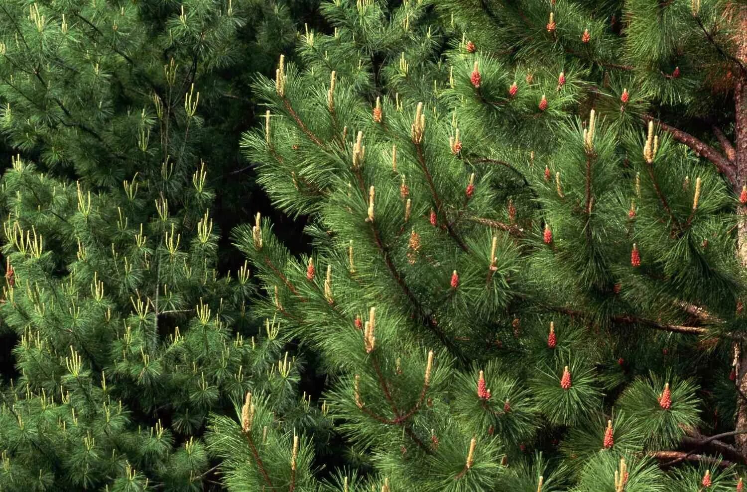 Тисс ягодный (taxus baccata. Taxus baccata 'david'. Ель рыдал rydal. Елка с красными побегами. Красная сосна дерево.