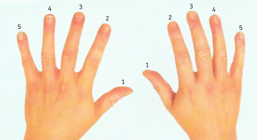 Пальцы кисти по счету. Пальцы рук название. Нумерация пальцев на руке. Левая рука становится правой