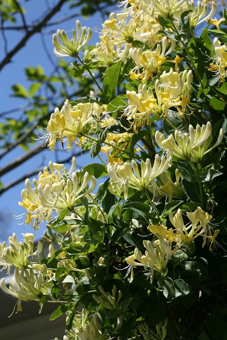 Fragrant flower