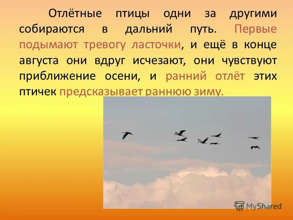 Слушал крики перелетных птиц. Отлет птиц осенью. Перелетные птицы. Отлет перелетных птиц. Какие птицы летят на Юг.