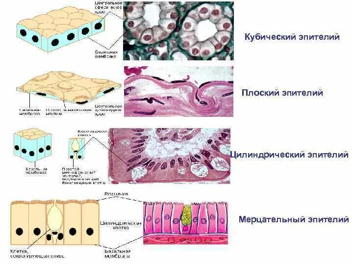 Однослойный кубический эпителий гистология. Плоский эпителий кубический эпителий. Многослойный цилиндрический эпителий. Однослойный кубический и цилиндрический эпителий. Медицинский препарат проникает в клетки мерцательного