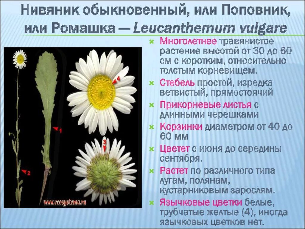 Нивяник поповник. Леукантемум нивяник семена. Семейство Сложноцветные нивяник. Нивяник обыкновенный и Ромашка.