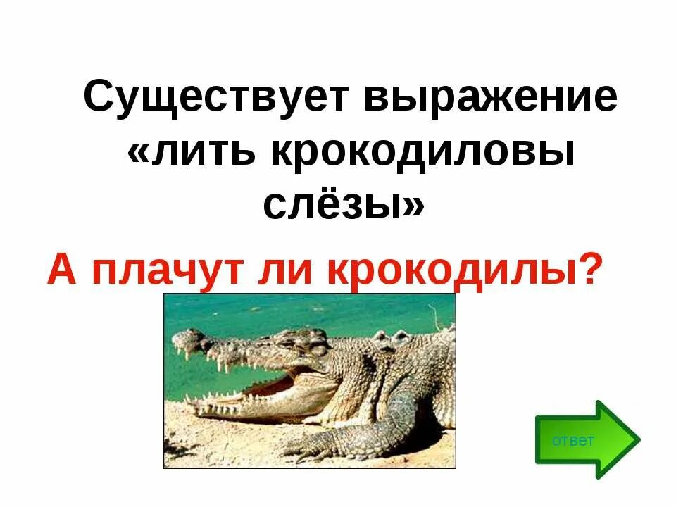 Выражение крокодильи слезы. Крокодиловы слёзы. Лить Крокодиловы слезы. Презентация крокодилы 7 класс биология. Презентация 7 класс про крокодила.