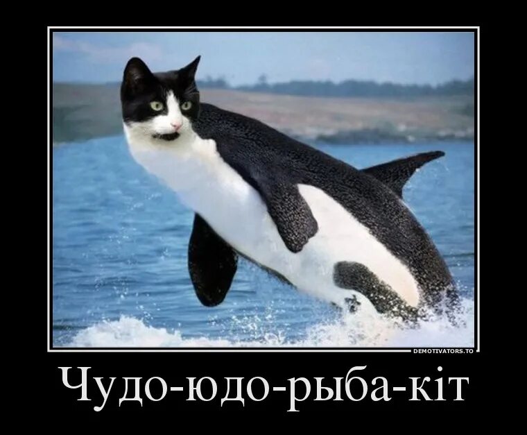 Ошибка поменявшая кита на кота 8 букв. Мем про кота и рыбу. демотиватор. рыба. кот демотиватор.
