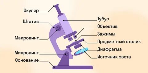 Жақсы, мейірімді порно