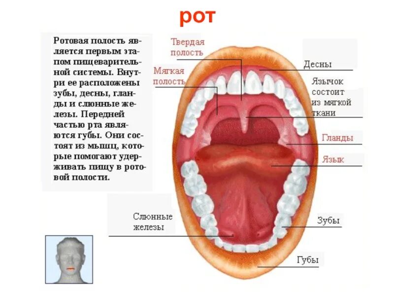 Строение пищеварительной системы ротовая полость. Пищеварительная система человека зубы. Пищеварительная система строение зуба. Полость рта анатомия зубы строение. Пищеварительная система полости рта