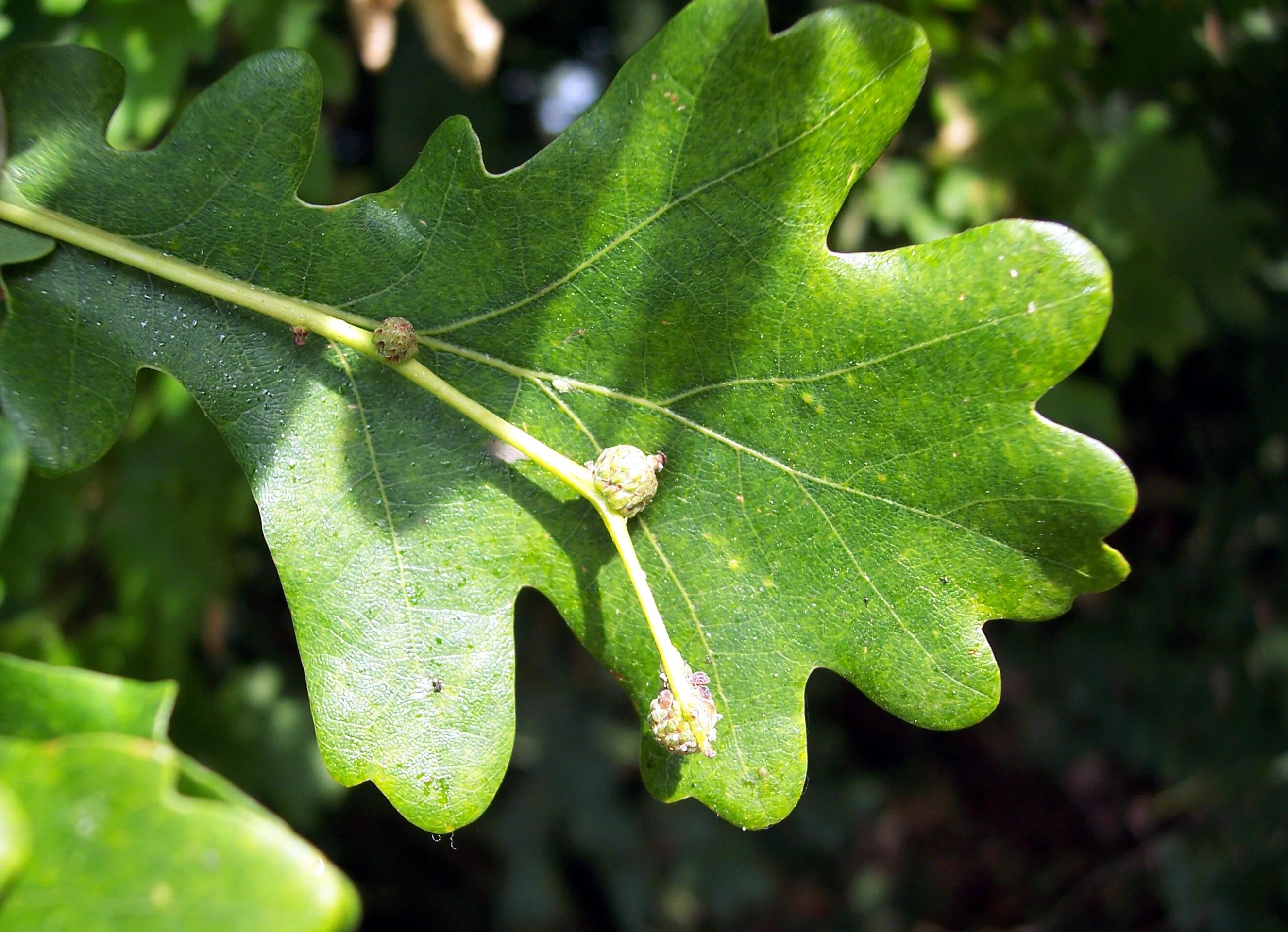 Дуб черешчатый лист. Дуб черешчатый (Quercus Robur). Дуб черешчатый Concordia. 3. Quercus Robur- дуб черешчатый. Диаметр дуба черешчатого