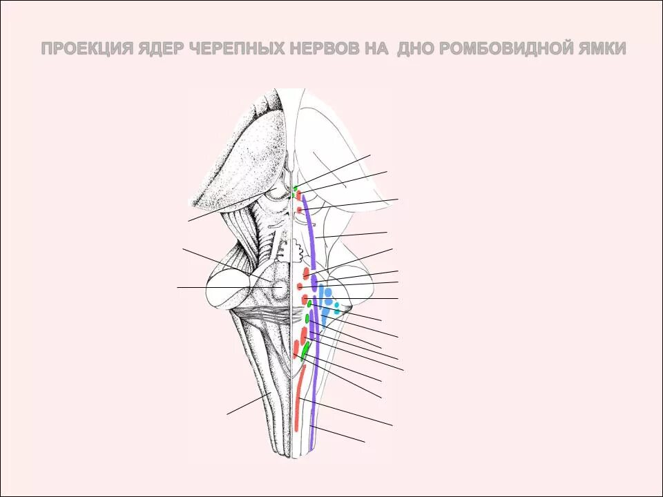 Ромбовидная ямка черепные нервы. Проекция ядер черепных нервов. Ромбовидная ямка ядра черепных нервов. Схема расположения ядер 5-12 пар черепных нервов в ромбовидной ямке. Ромбовидная ямка ядра черепных нервов схема.