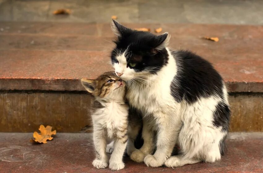 Хочу попросить помочь. Котята с мамой. Маленькие котята с мамой. Любите животных.