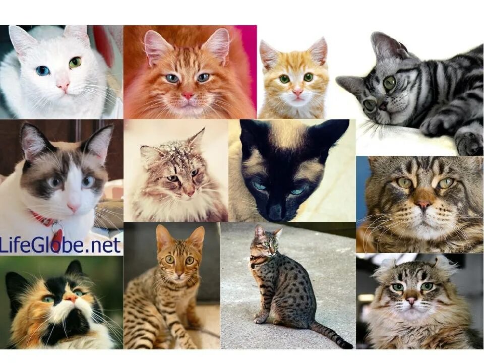 Какие породы домашних. Разные кошки. Разных котов. Расцветки и породы кошек. Разные расцветки кошек.