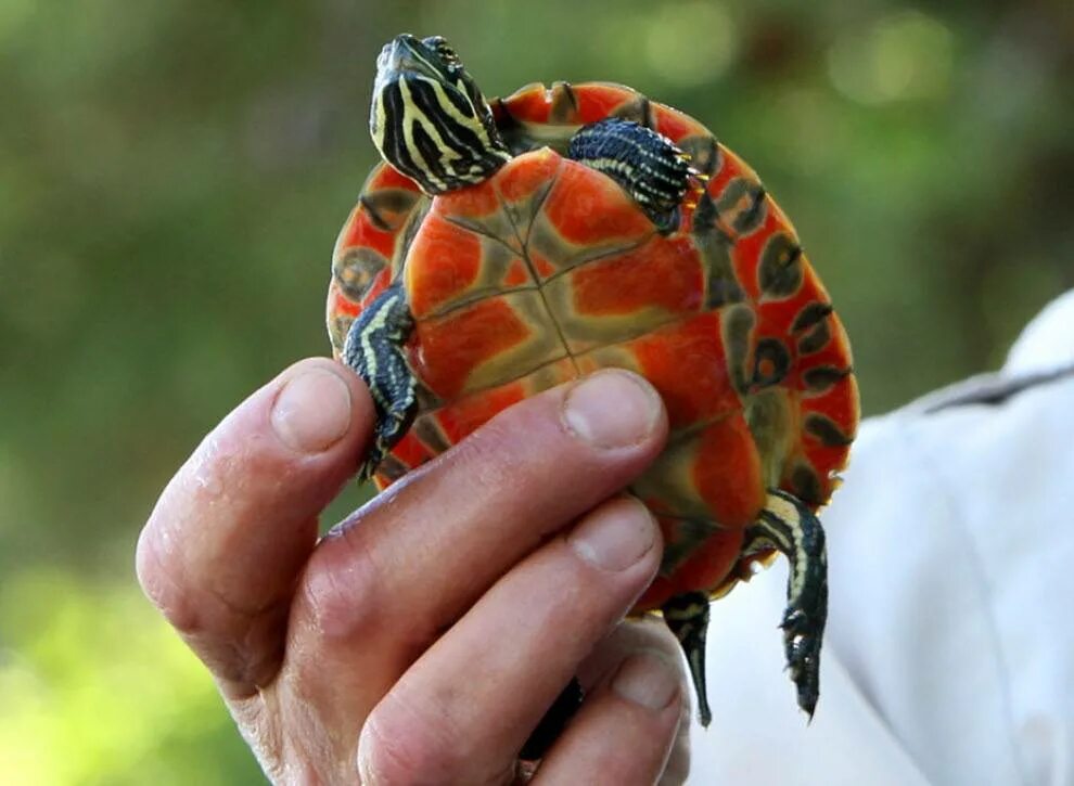 Черепаха редкие виды. Краснобрюхая черепаха. Мадагаскарская Паучья черепаха. Флоридская краснобрюхая черепаха. Краснобрюхая короткошейная черепаха.