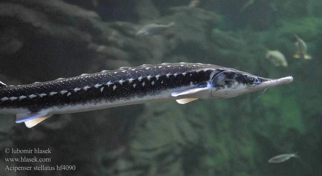 Шип фото. Осетр севрюга. Севрюга (Acipenser stellatus). Севрюга – Acipenser stellatus Pallas, 1771. Осетр, стерлядь, шип, севрюга.
