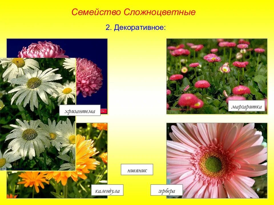 Названия растений семейства сложноцветных. Маргаритка Сложноцветные. Chrysanthemum семейства Asteraceae. Сложноцветные Астровые растения. Семейство сложноцветных (Астровые) декоративные.