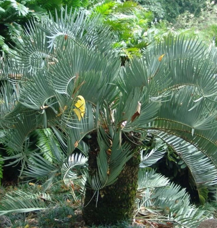 Unique plants. Энцефаляртос Эжен-Маре. Саговник Энцефаляртос. Саговник синий. Саговниковые Голосеменные растения.