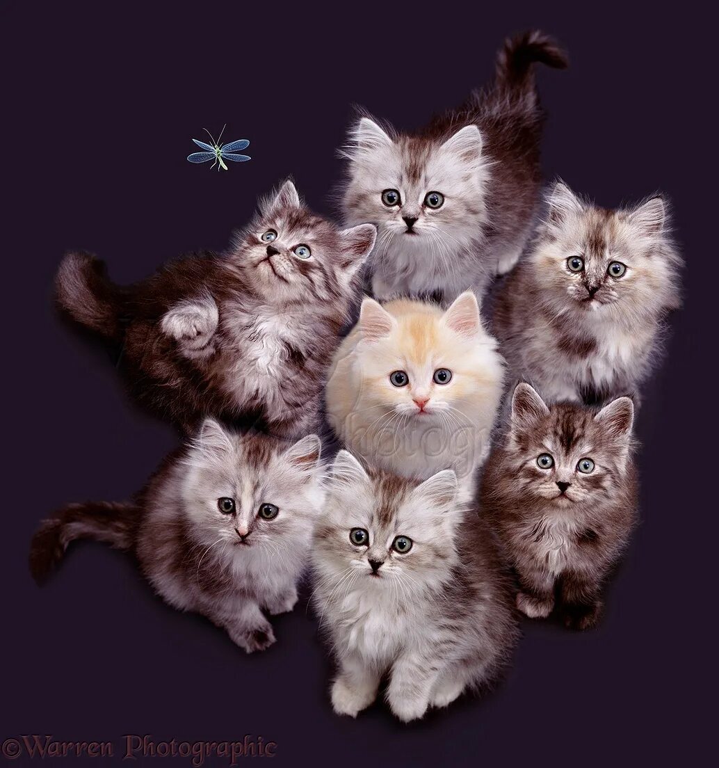Много котиков. Шесть котов. 6 Котят. Много милых котиков.