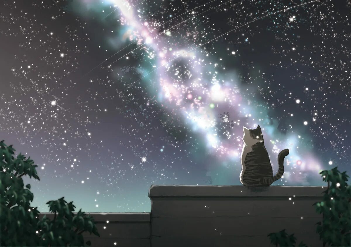 Котик и звездное небо. Космические коты. Небесный кот. Кот на фоне звезд. Ария смотрящего на звезды