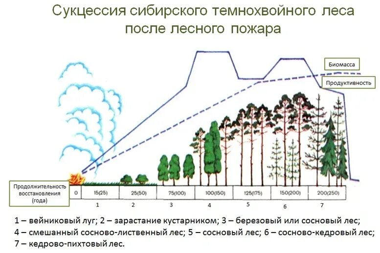 Экологическая сукцессия первичная и вторичная. Примеры вторичной (восстановительной) сукцессии. Пионерная сукцессия. Этапы вторичной сукцессии. Какой вариант сукцессии представлен на рисунке