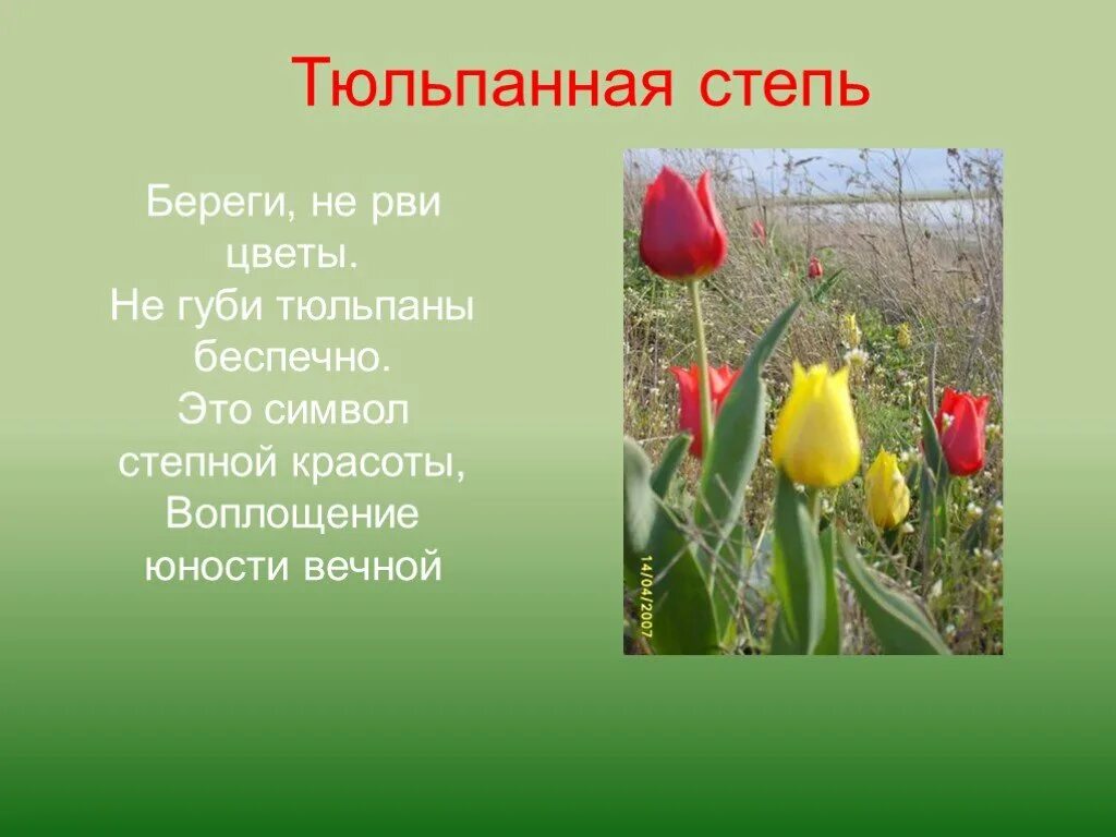 Информация о Степном тюльпане. Сведения о цветах тюльпаны. Сведения о тюльпане в степи. Стих о тюльпанах и степи. Стихотворение про тюльпаны