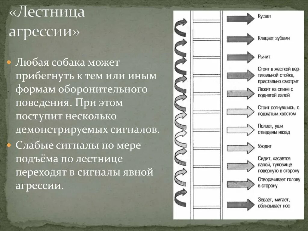 Прямолинейный агрессивный тип