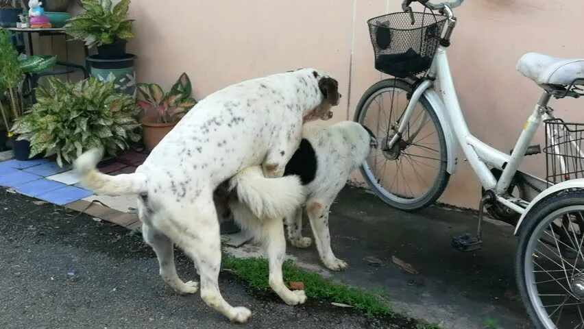 Собаки сношаются. Dogs mate. Собака спаривается с человеком. Dogs mate. Dogs mate.