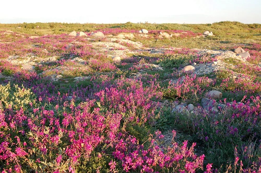 Чукотка тундра цветет. Цветущая тундра летом Мурманска. Цветущая тундра весной