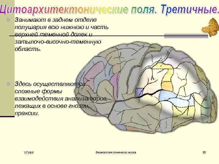 В теменной доле анализаторы. Верхняя и нижняя теменные дольки. Верхняя теменная долька. Угловая извилина теменной доли. Нижняя теменная область.