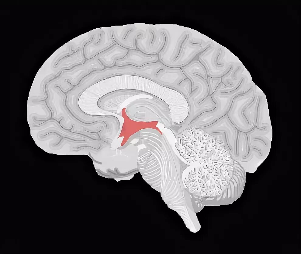 Большое полушарие мозолистое тело мост гипоталамус. Гиппокамп гипофиз гипоталамус. Гипоталамус 3д. Гипоталамус фото. Гипоталамический мозг.