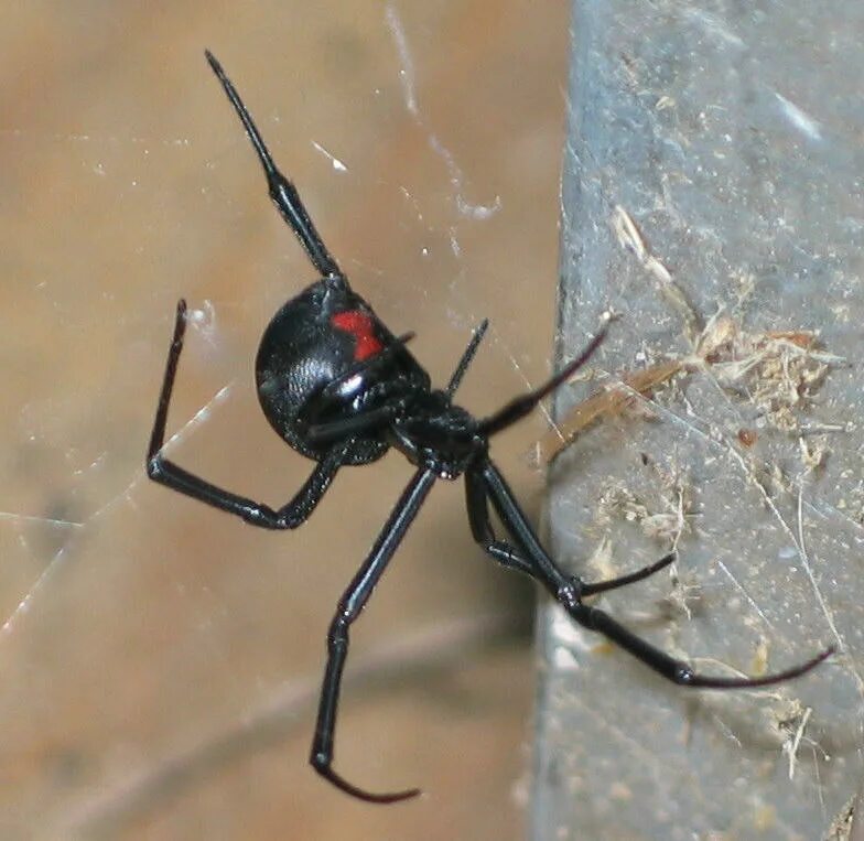 Скорпион каракурт. Каракурт паук. Latrodectus mactans чёрная вдова. Каракурт коричневый. Каракурт паук в Ростовской области.