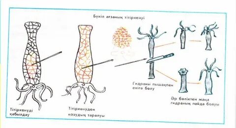 Автокөліктегі минеттерді онлайн көру