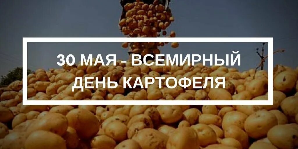 Международный день картофеля. Всемирный день картошки. 30 Мая Всемирный день картошки. Поздравление с днем картошки. Когда день картошки