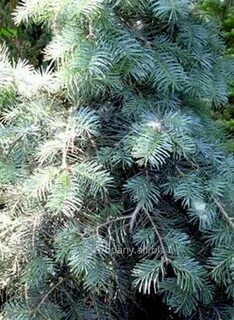 Abies concolor fagerhult