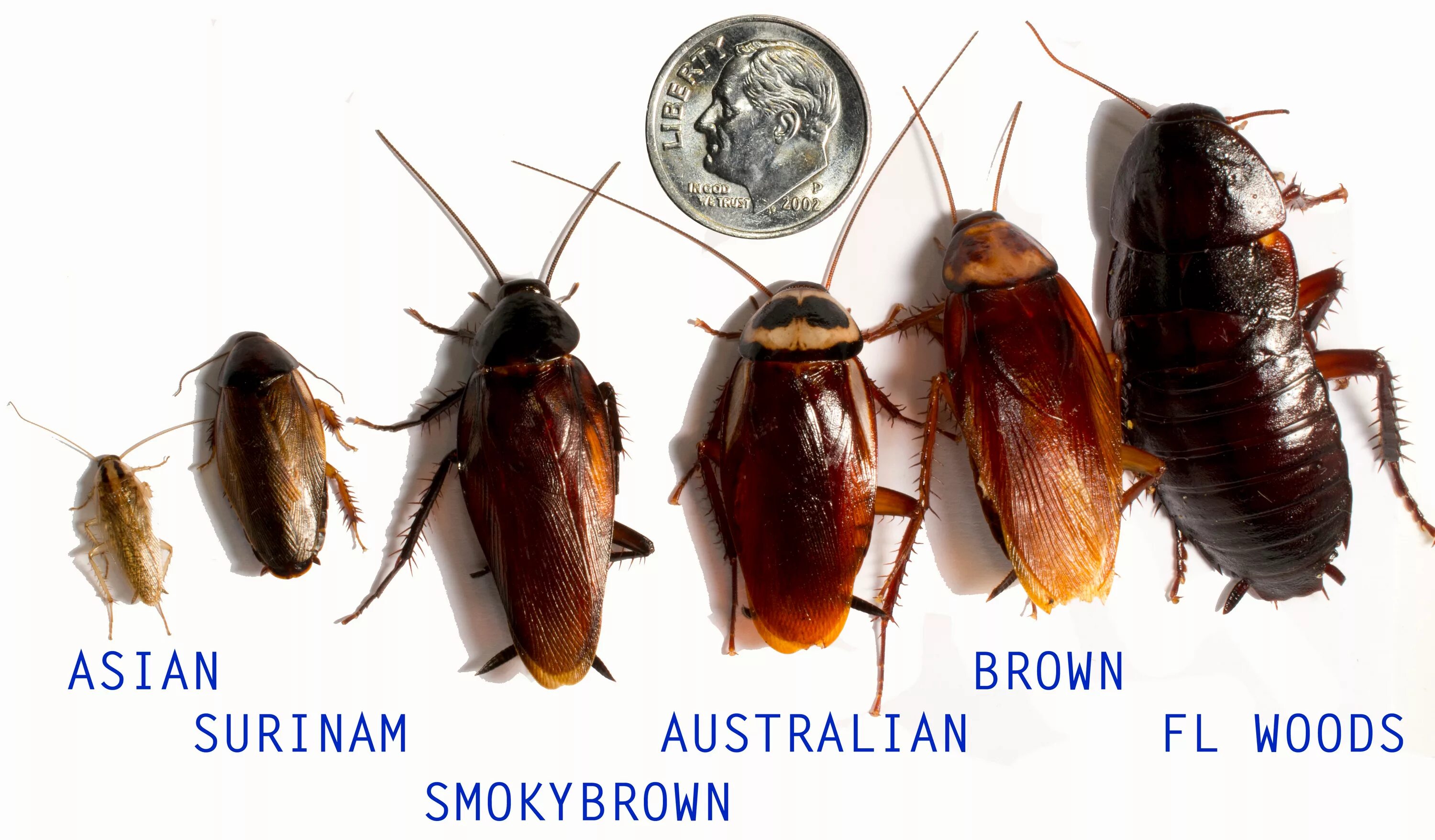 Brown banded. Тараканы разных видов. Разные тараканы. Название тараканов. Тараканы домашние разных размеров.