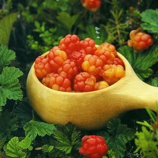Морошка коми