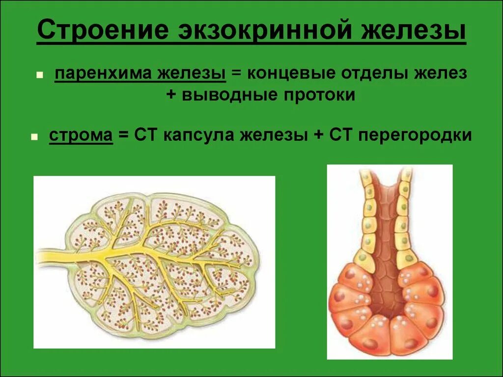 Строение экзокринных клеток. Экзокринные железы. Строение экзокринных желез. Экзокринные железы выводные протоки