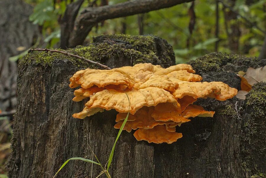 трутовик серно. гриб трутовик серно желтый. трутовик серно. трутовик серно-жёлтый съедобный. трутовик серно желтый laetiporus sulphureus.