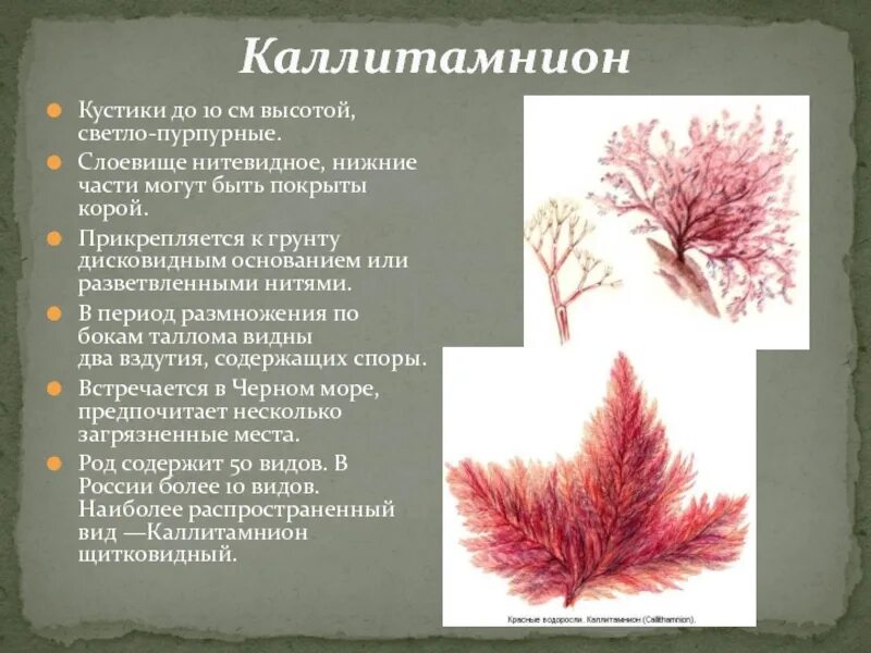 Красные водоросли 7 класс. Каллитамнион водоросль. Красные водоросли каллитамнион. Красные водоросли Дазия. Каллитамнион водоросль доклад.