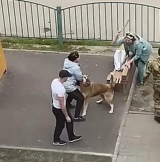 Собаки напали новости