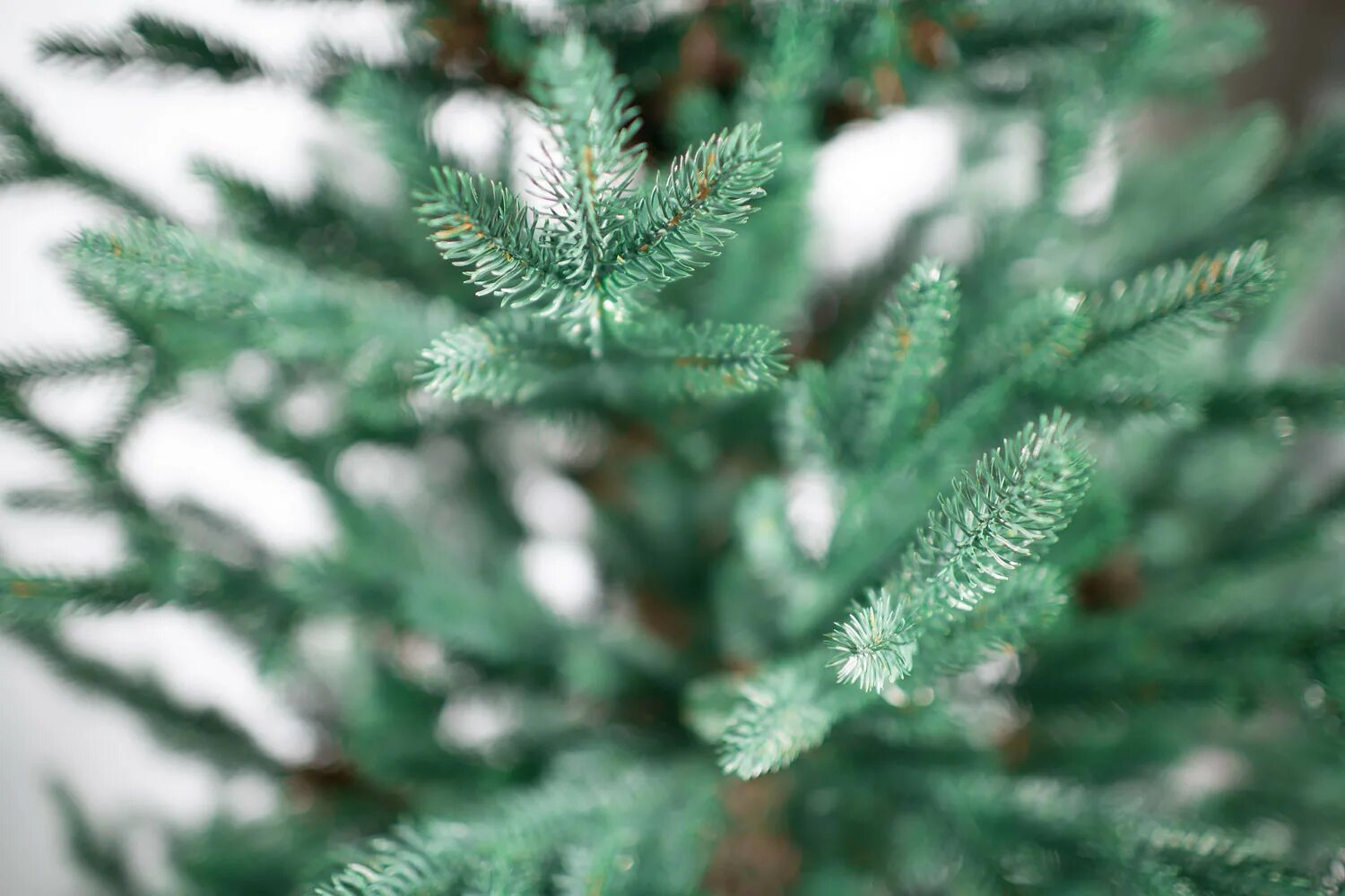 Зеленый цвет ели. Green Trees ель Датская премиум 1.5. Green Trees ель Исланд премиум 1.8. Green Trees ель Исланд премиум 2.4. Green Trees ель Датская премиум 2.4.