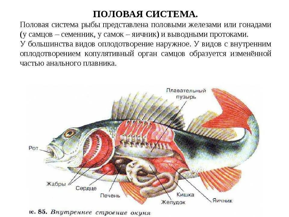 Внутреннее строение щуки. Внутреннее строение рыбы система органов. Внутренне строение речного окуня. Система органов речного окуня. Внутреннее строение речного окуня нервная система.