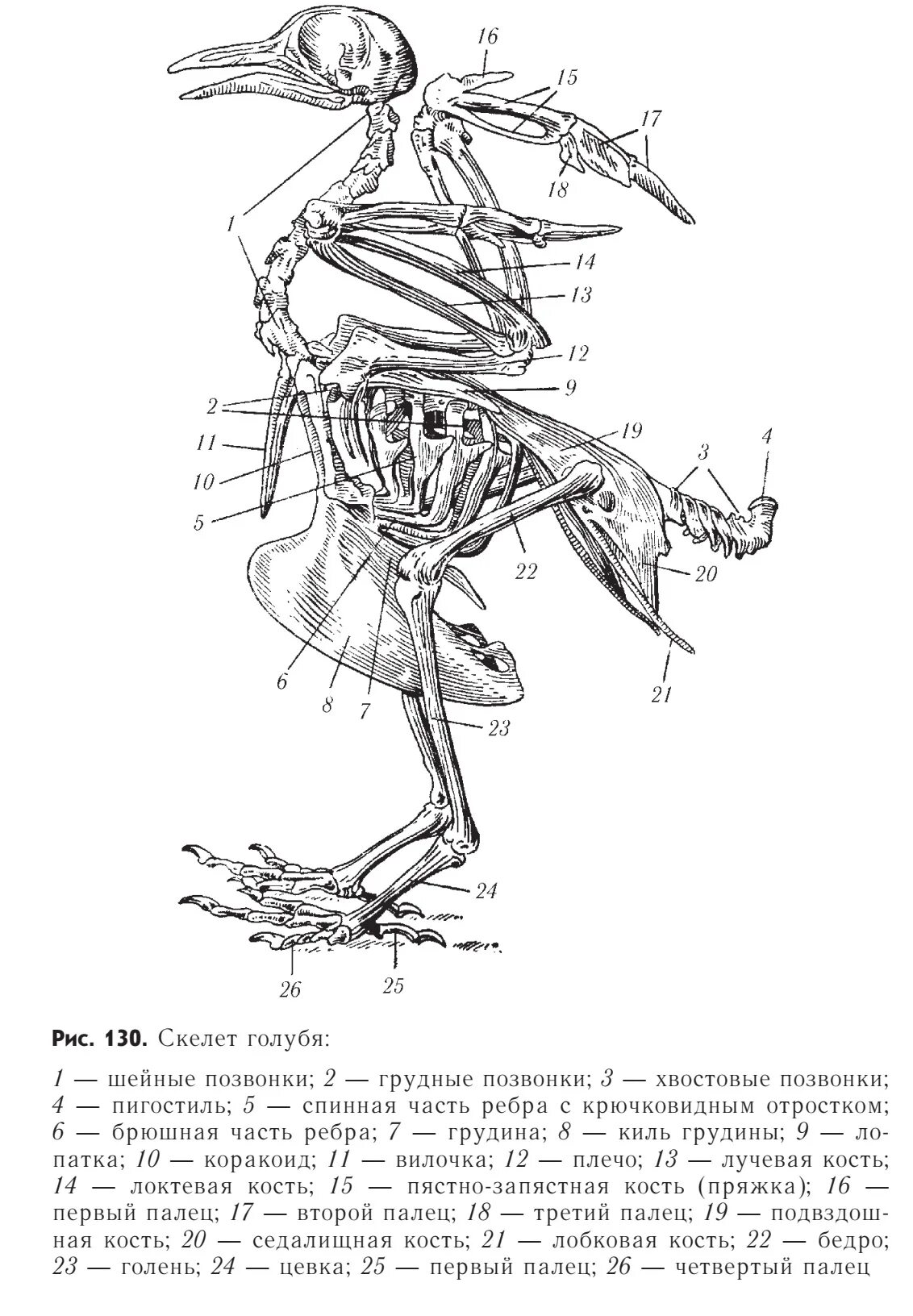 Строение скелета курицы. Скелет голубя биология 7 класс. Скелет птицы пигостиль. 4 Отдел скелета птицы.