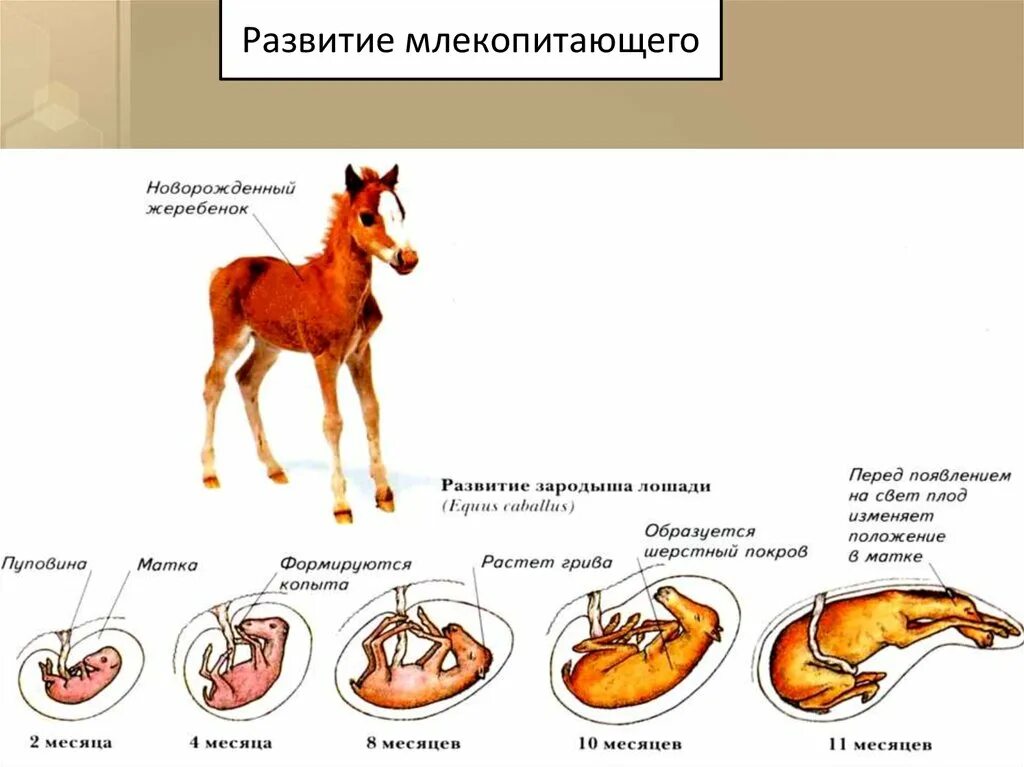 Цикл развития млекопитающих схема. Схема размножения и развития млекопитающих. Схема развития млекопитающих 7 класс. Схема развития детеныша в матке. Докажите преимущества размножения млекопитающих по сравнению