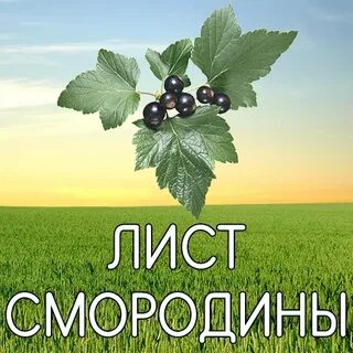 Смородина пермь