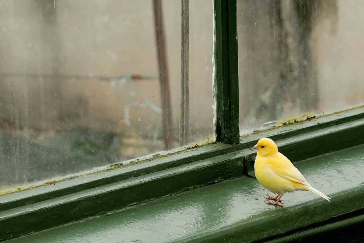 Желтенькая канарейка улетела откуда куда. Птица на подоконнике. Птицы на окна. Птицы за окном. Птички под окном.