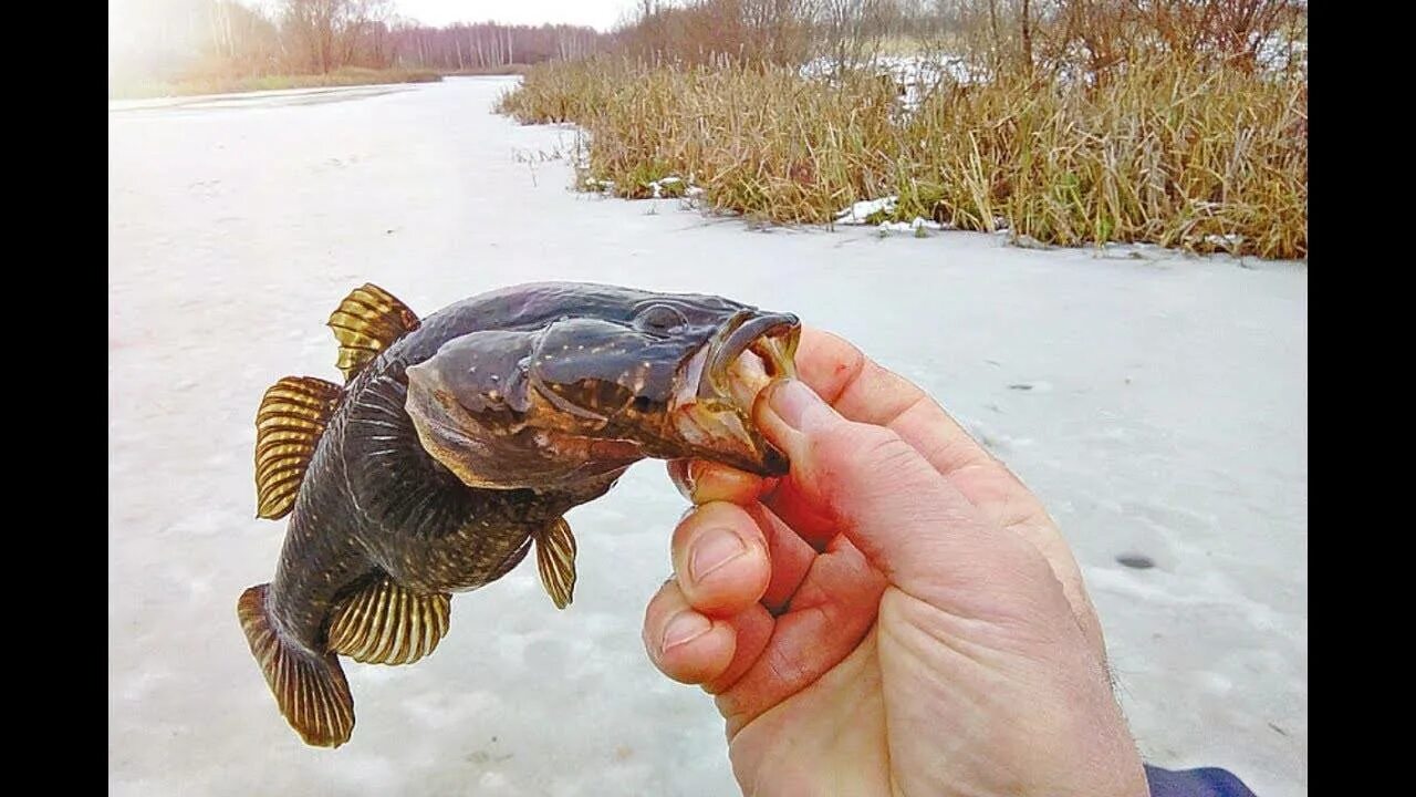 Зимняя рыбалка ротан. Ротан на 1. Ротан зимой. Ротан зимой. Монзино ротан.