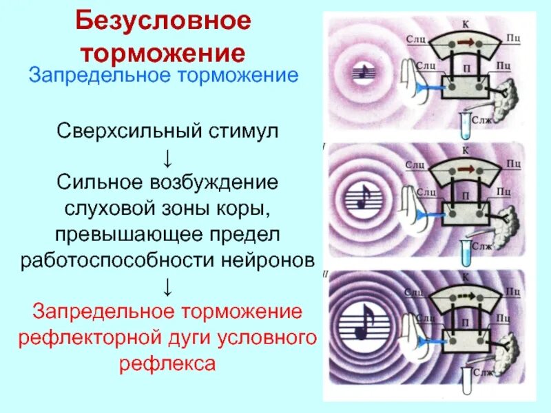 Формирование торможения. Запредельное торможение примеры. схему развития запредельного торможения. запредельное торможение механизм. безусловное запредельное торможение пример.
