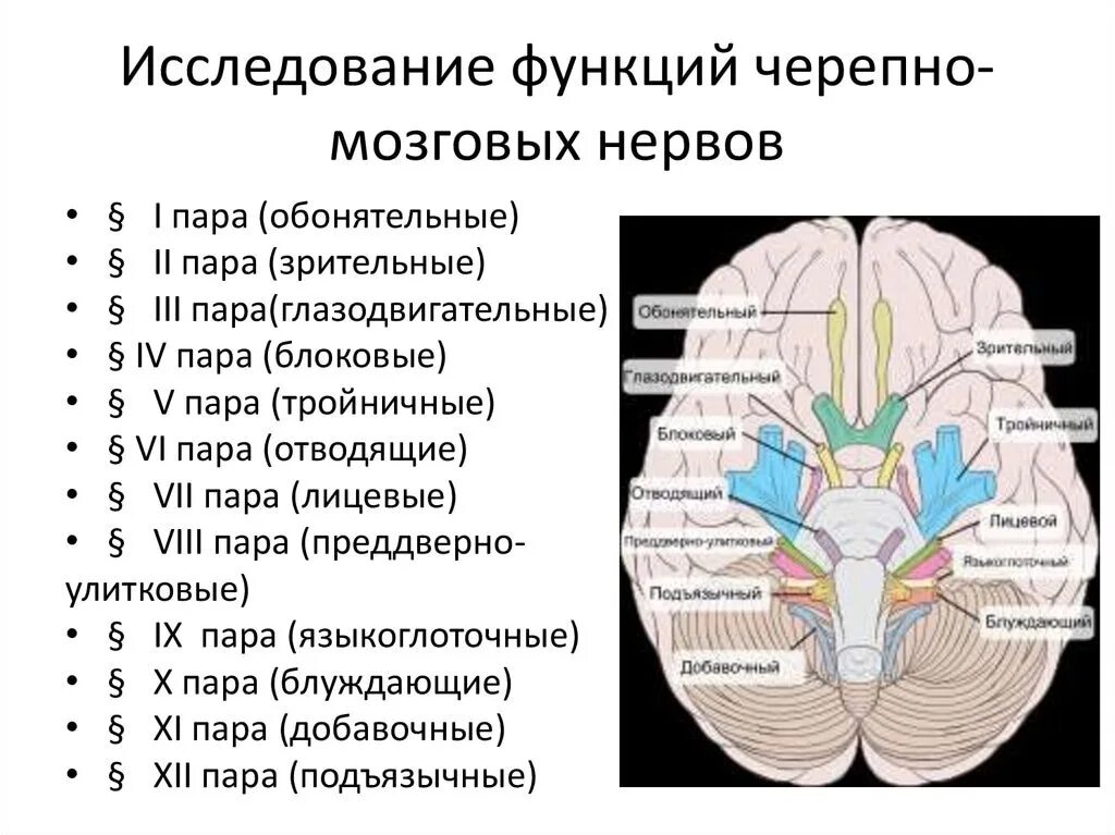 Черепные нервы относятся. Исследование 12 пар черепно-мозговых нервов. 12 Пара черепно мозговых нервов функции. 12 Пар черепных нервов таблица с ядрами. Исследование функций черепно мозговых нервов.