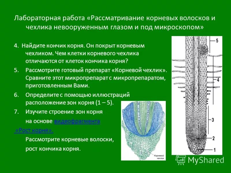 Корневые волоски защищены корневым чехликом