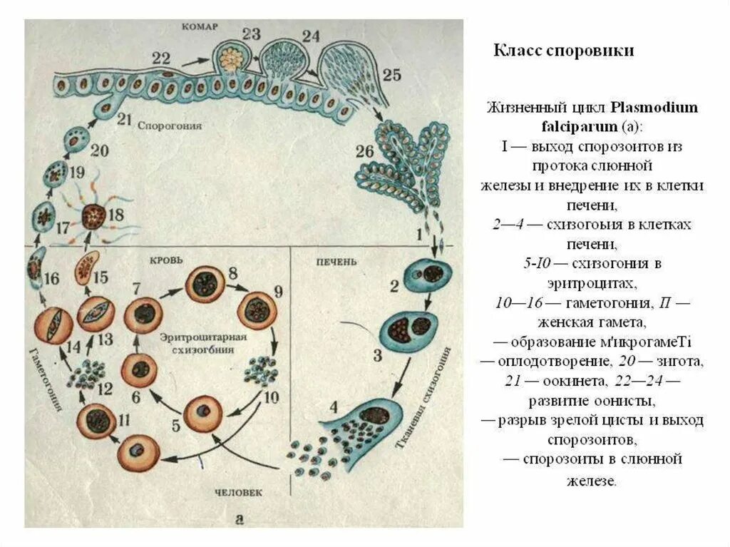 Цикл споровика