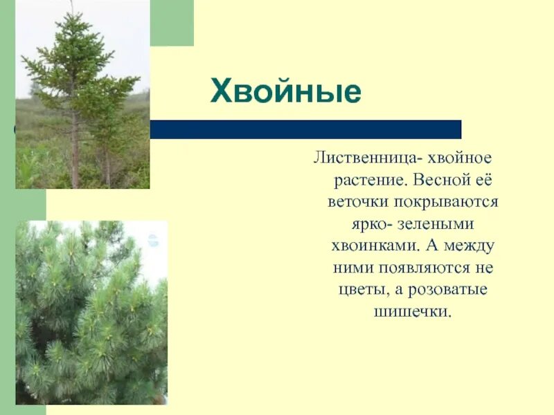 Сообщение о лиственнице